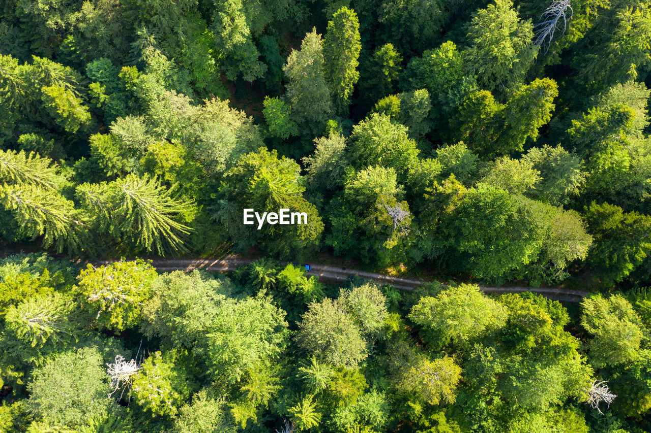 Aerial view of trees growing in forest, plitivce lakes national park