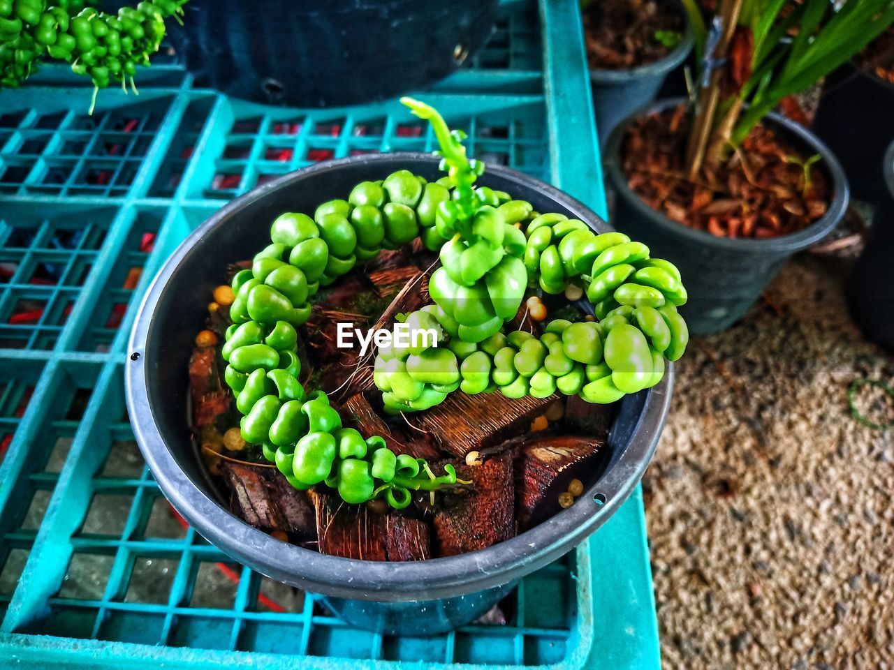 HIGH ANGLE VIEW OF SUCCULENT PLANTS IN BASKET