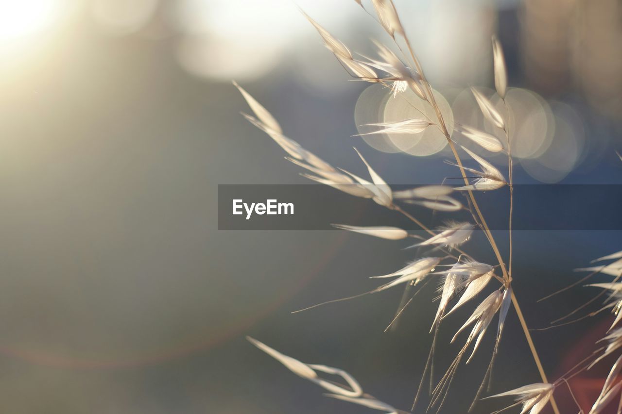 Close-up view of grass straw