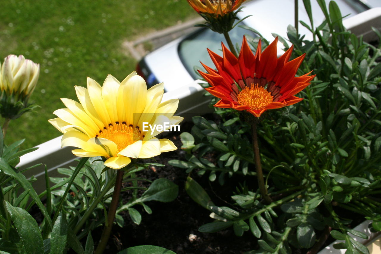 Close-up of flowers blooming outdoors