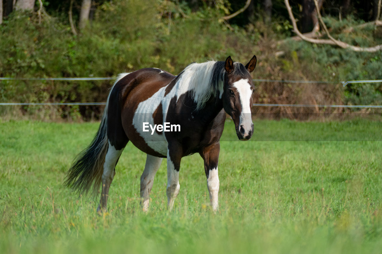 Skewbald horse standing on a grassy field