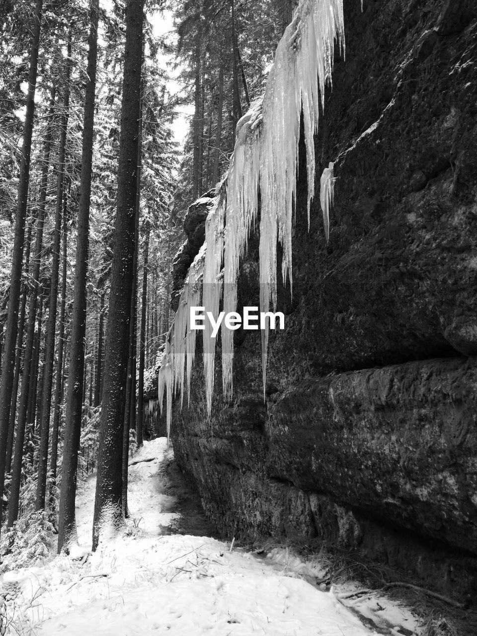 PANORAMIC VIEW OF TREES IN FOREST