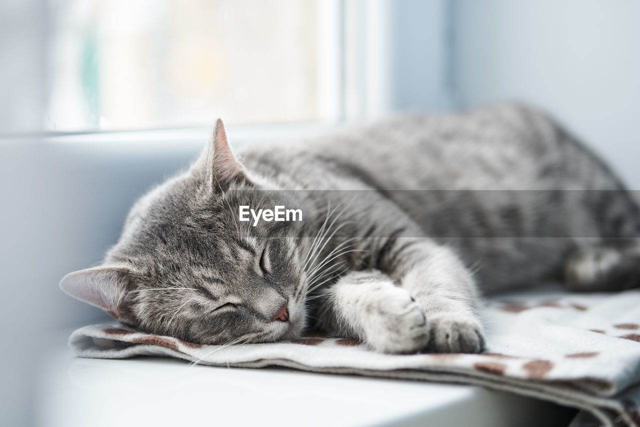 CLOSE-UP OF A CAT SLEEPING ON FLOOR