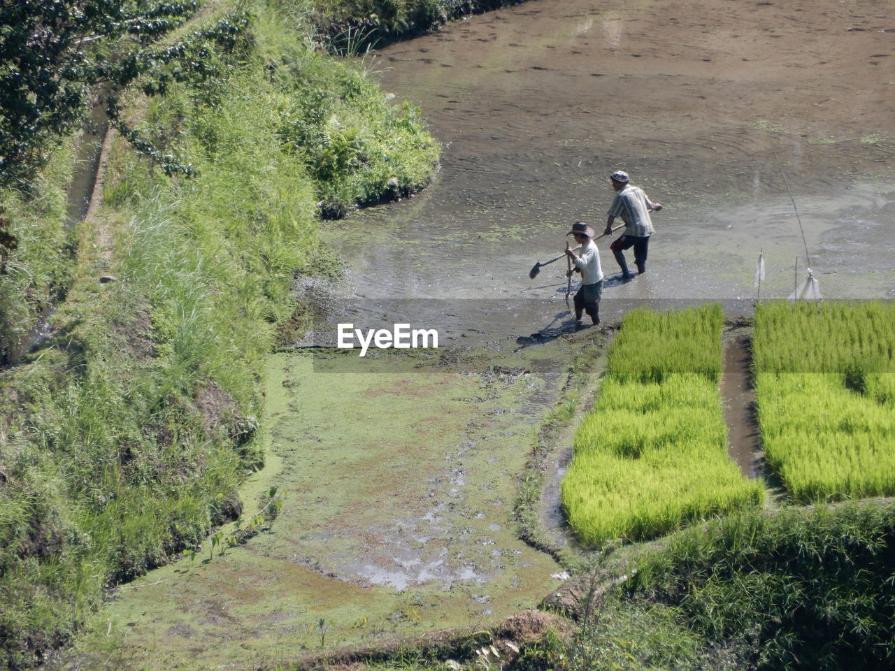 PEOPLE WALKING ON FOOTPATH AMIDST GRASS