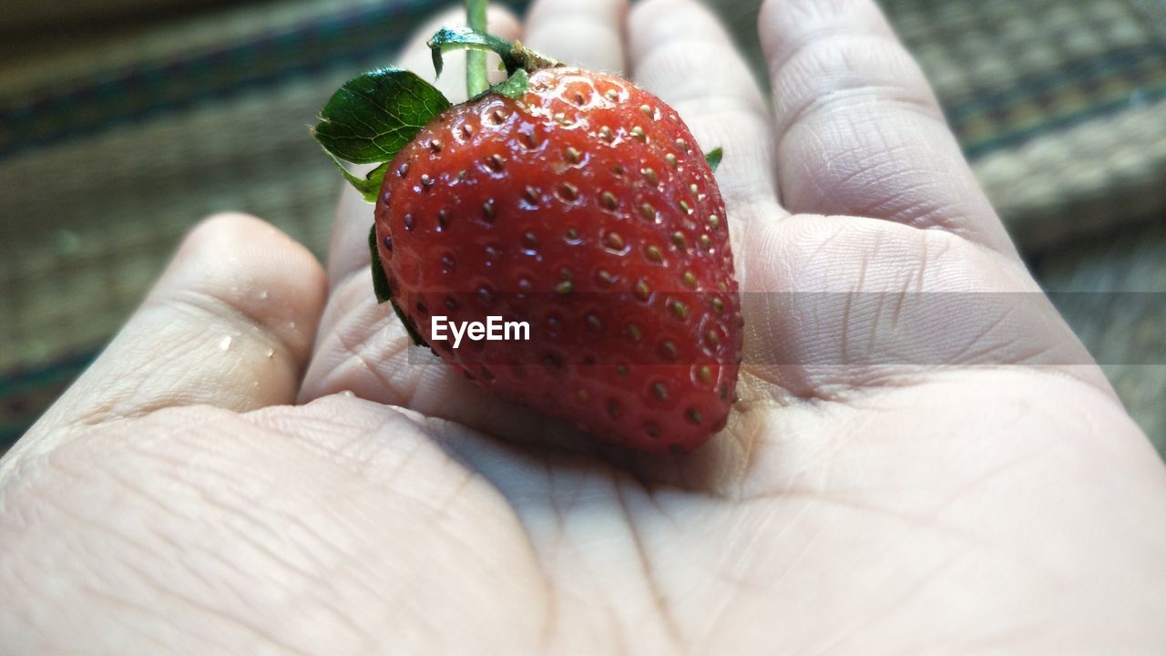 CLOSE-UP OF PERSON HOLDING STRAWBERRY