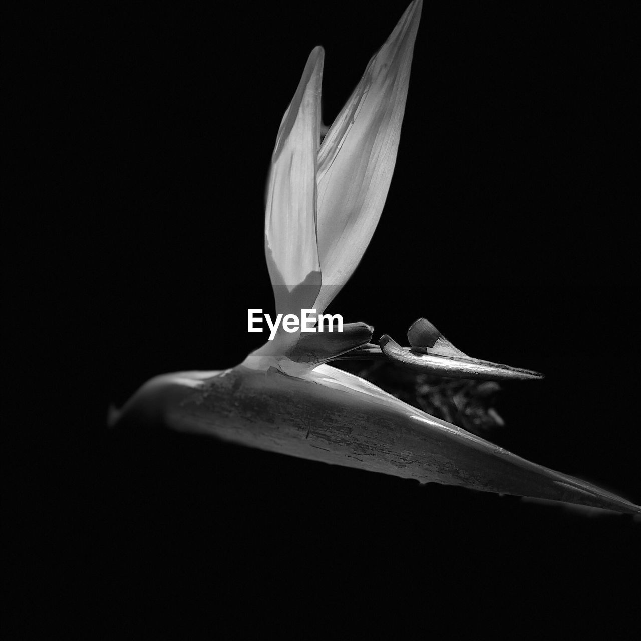 Close-up of white flower against black background