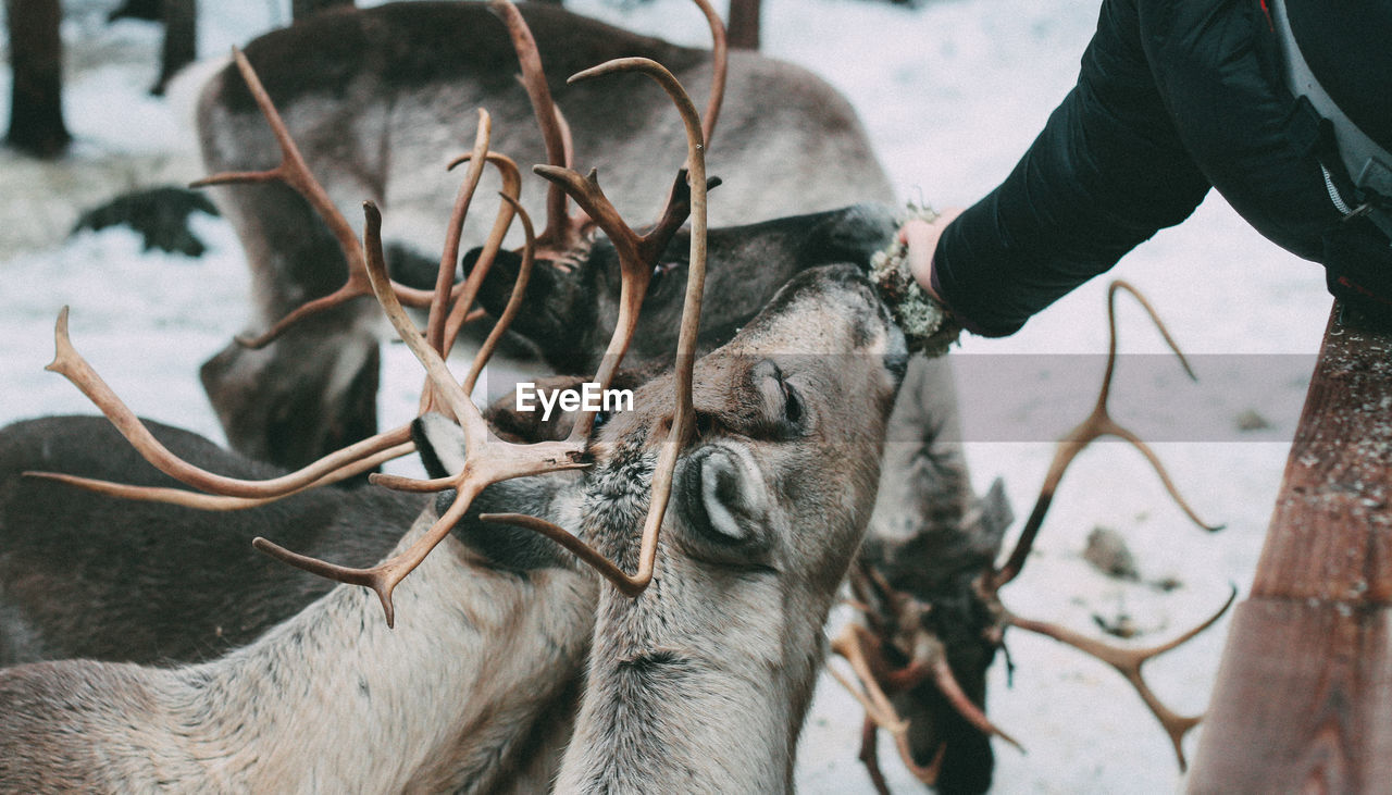 Close-up of feeding reindeers