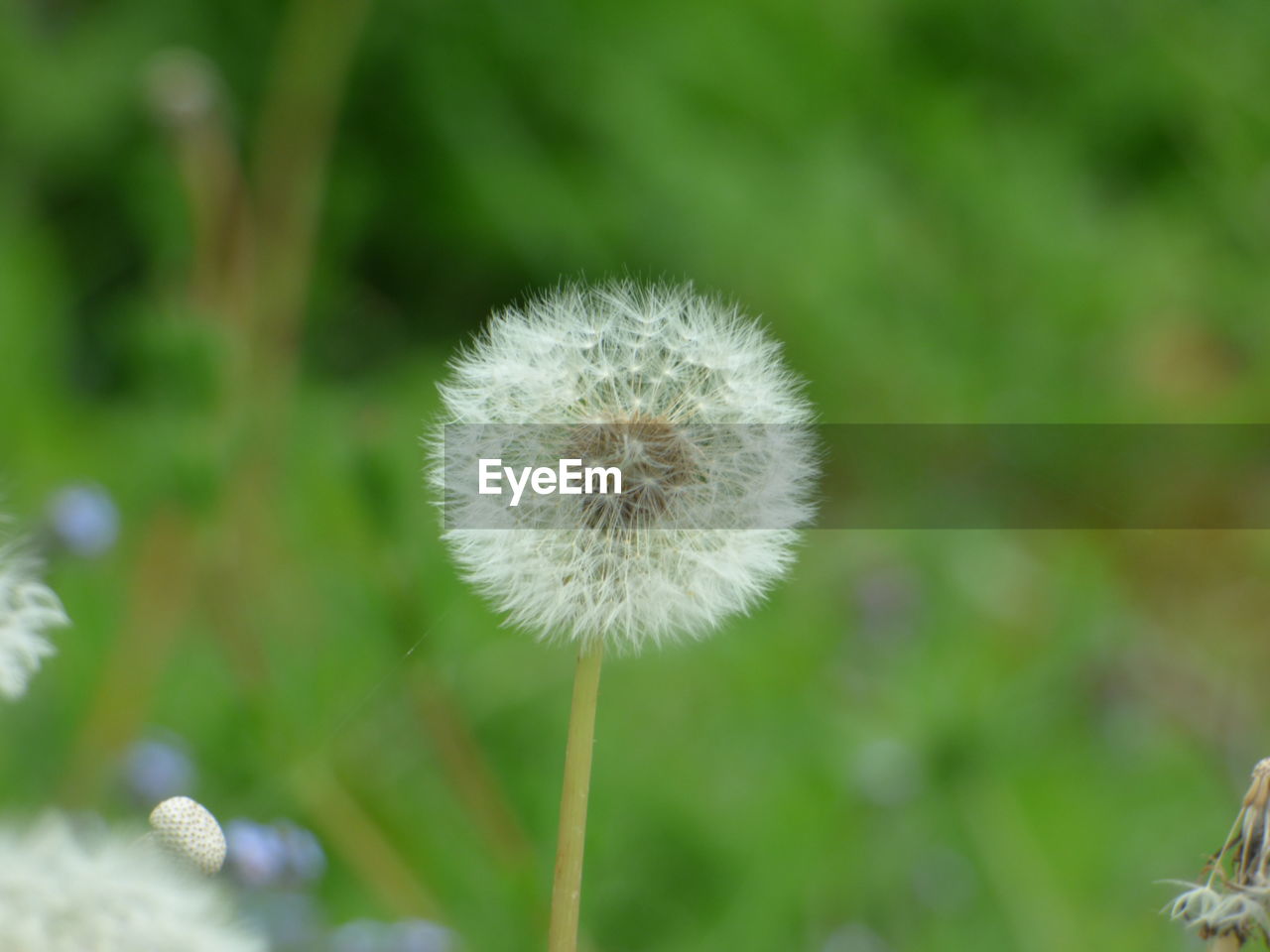 CLOSE-UP OF DANDELIONS