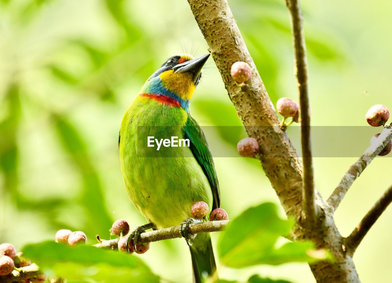 CLOSE-UP OF A BIRD PERCHING ON TREE