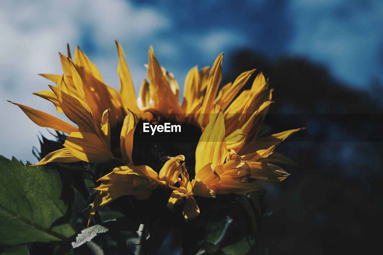 Close-up of yellow flowering plant