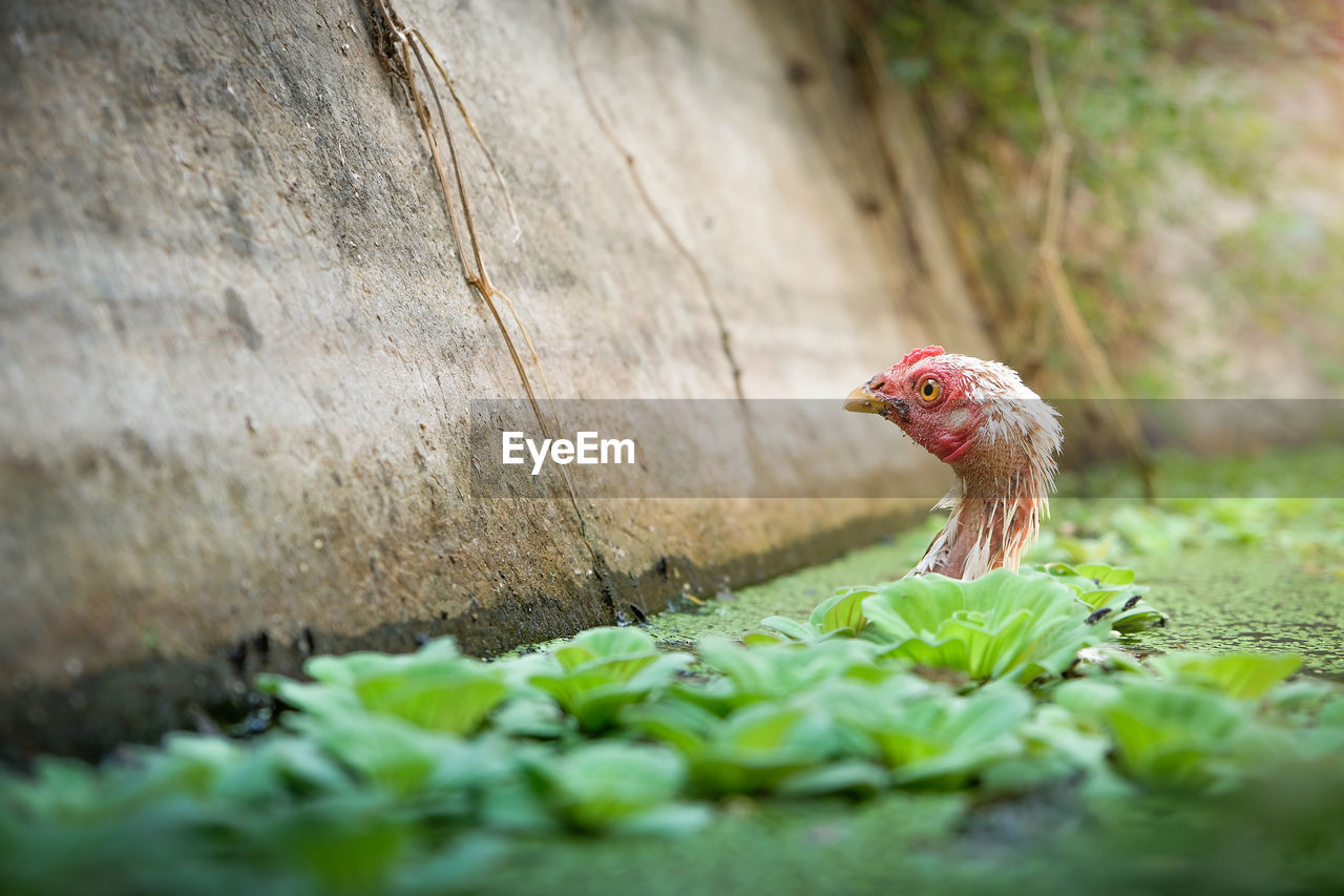 Close-up of a bird