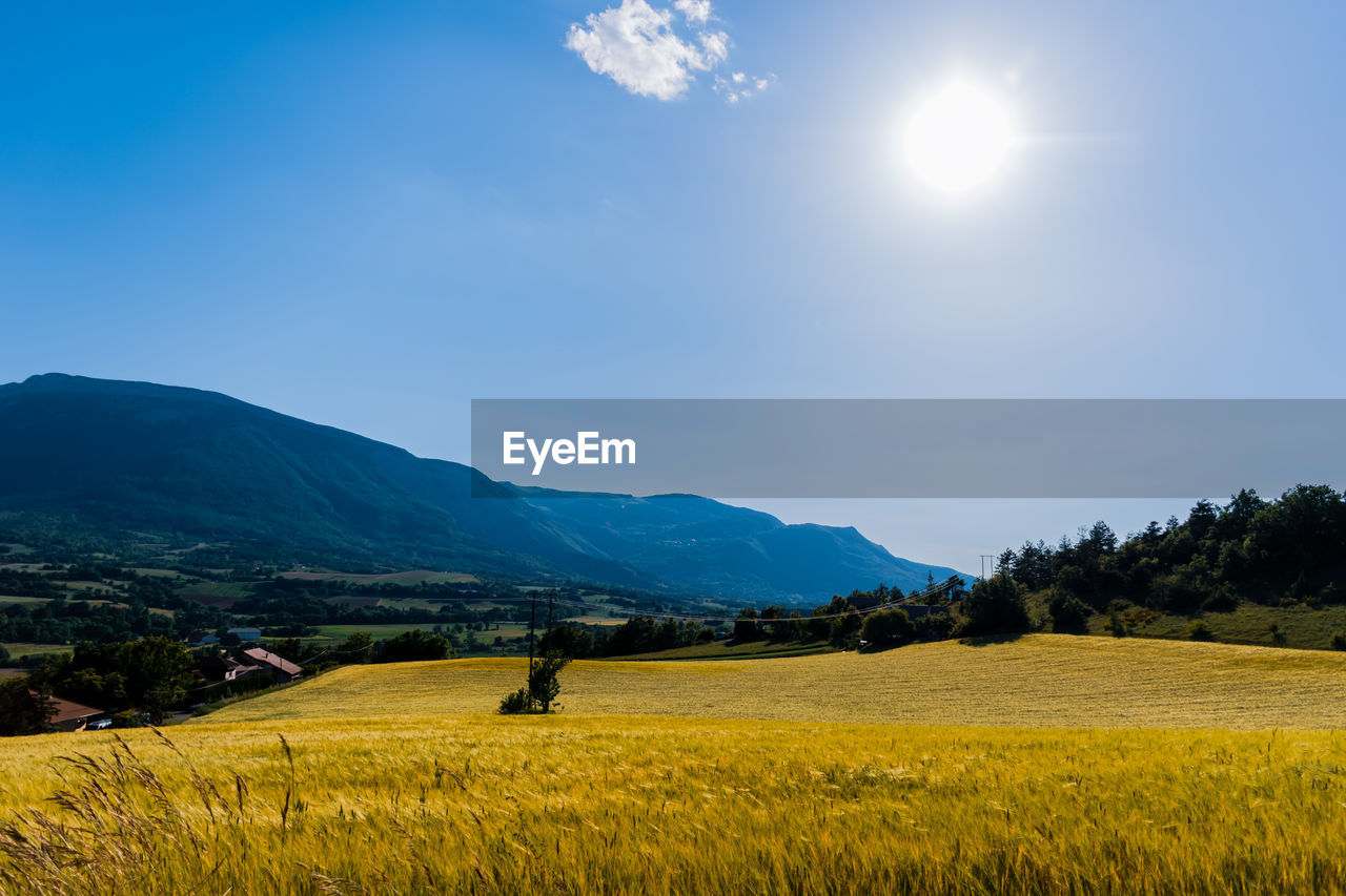 SCENIC VIEW OF VINEYARD AGAINST SKY