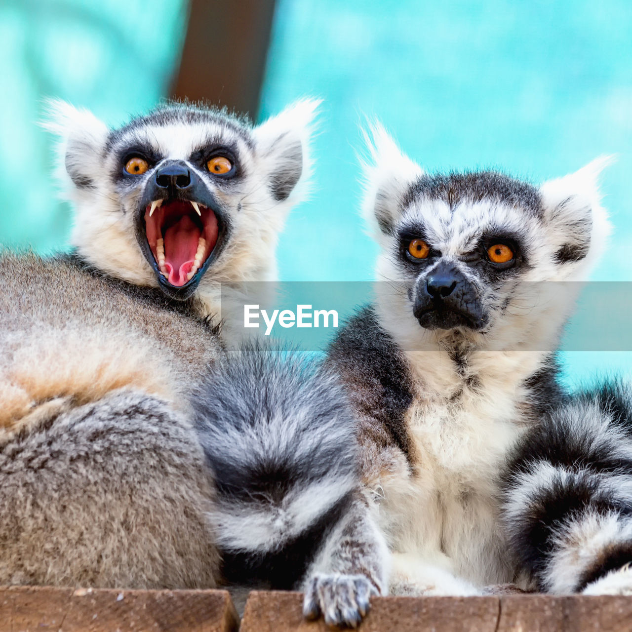 Low angle view of lemurs