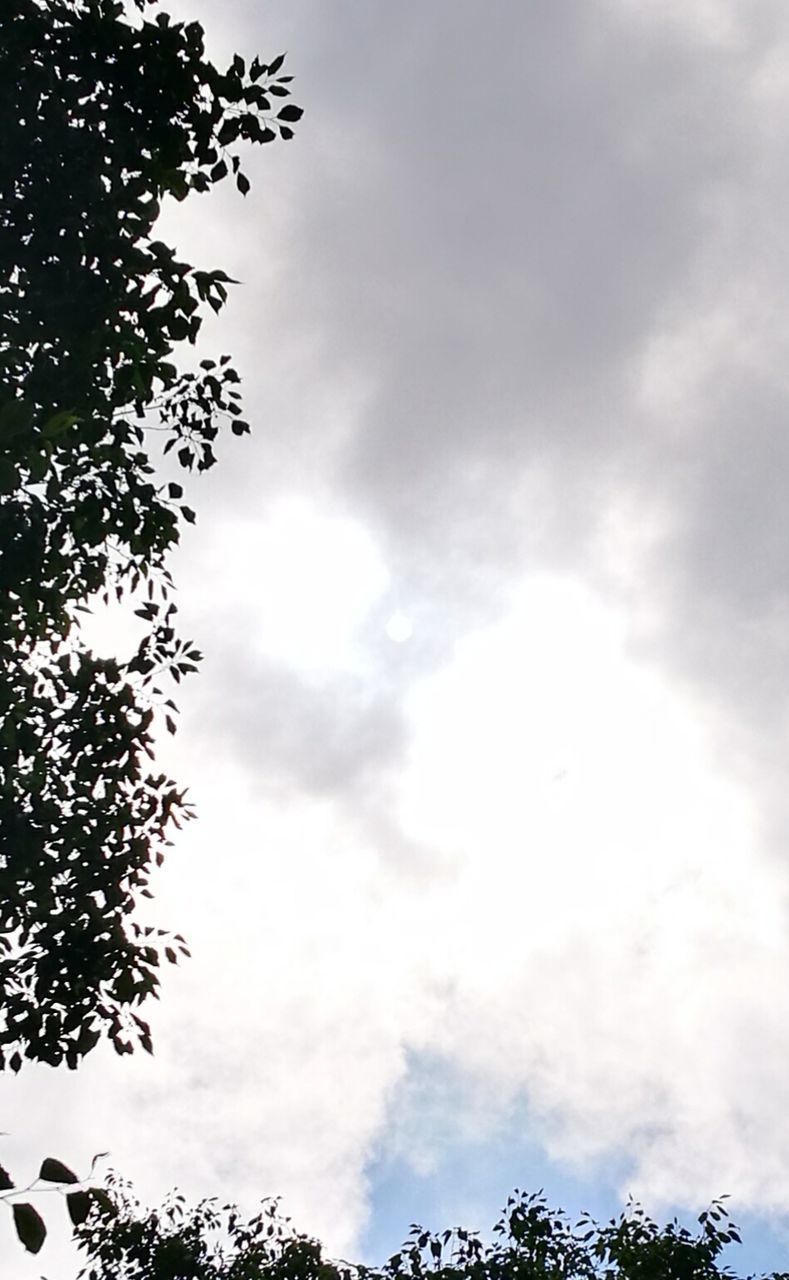 LOW ANGLE VIEW OF TREE AGAINST CLOUDY SKY