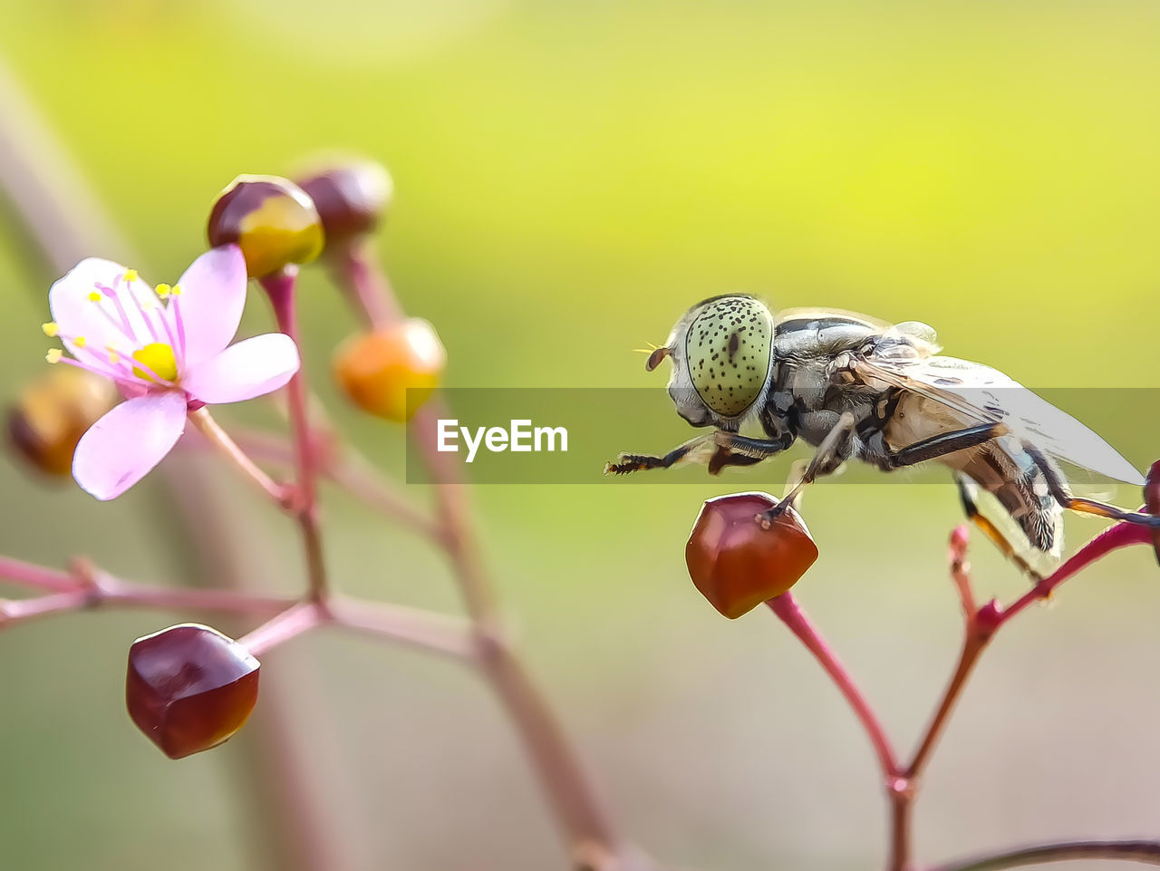 CLOSE-UP OF HONEY BEE ON FLOWER