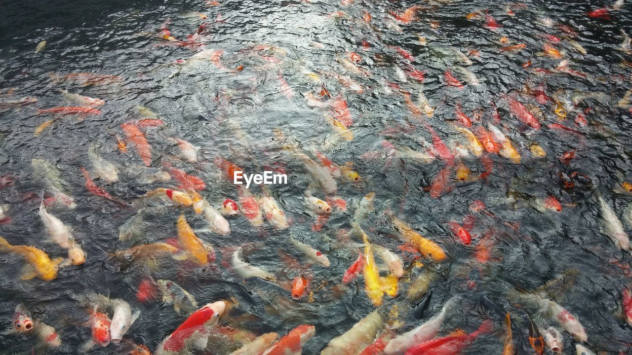 High angle view of koi carps in pond