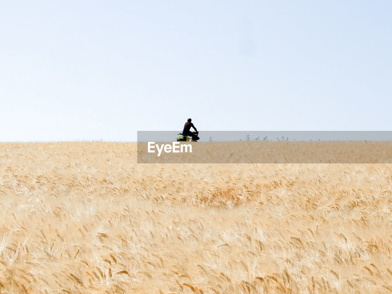 Man riding bicycle on wheat field against clear sky