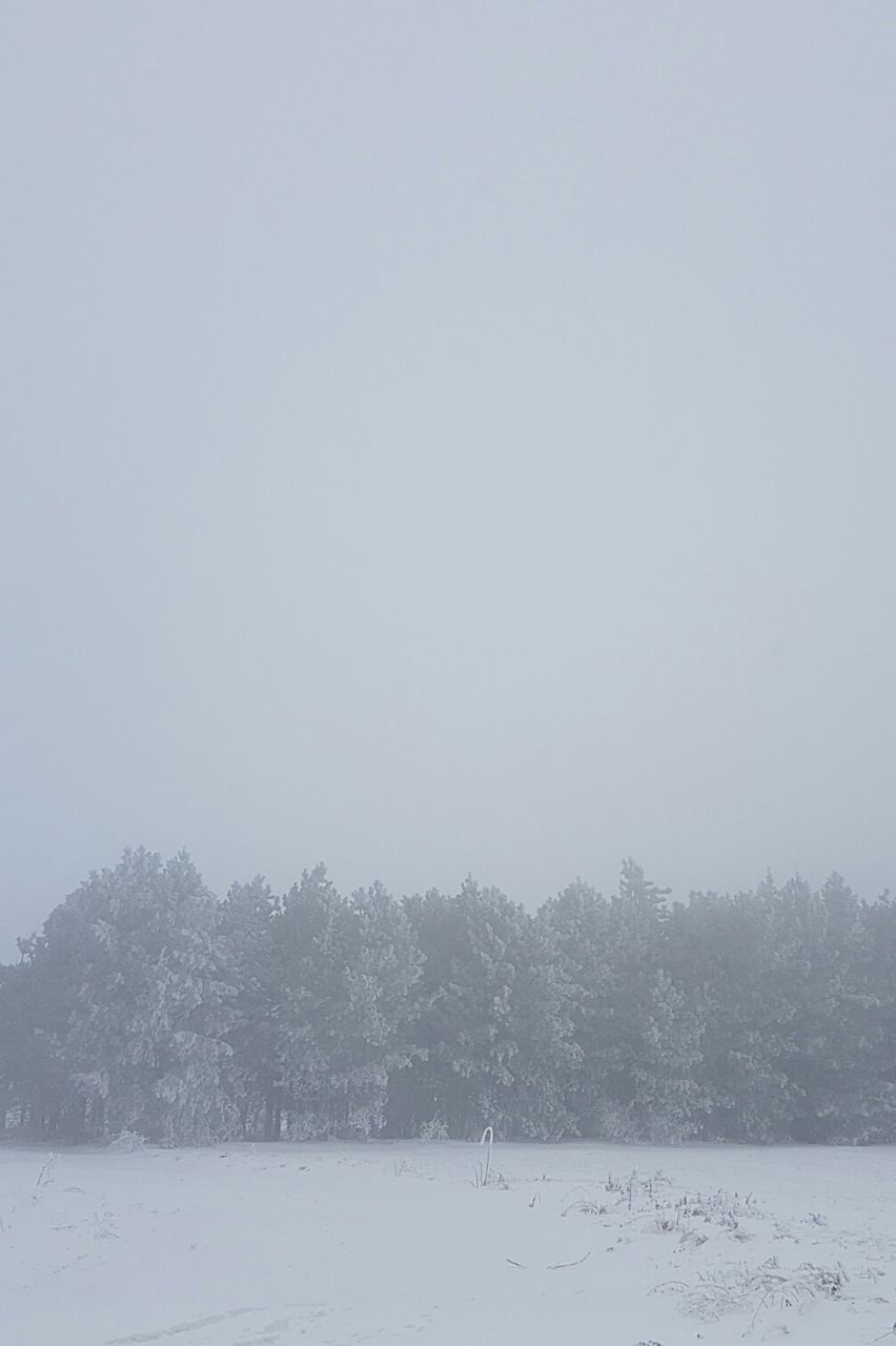 TREES AGAINST SKY