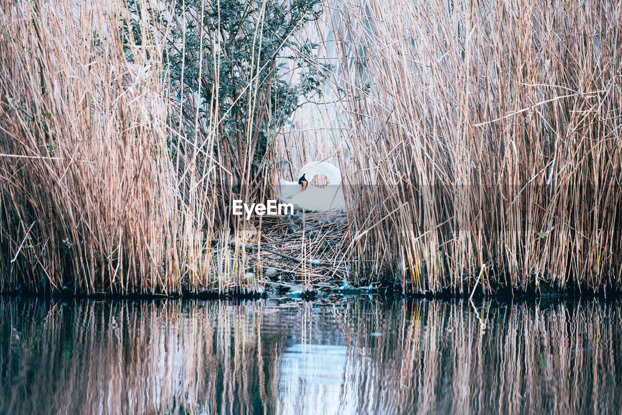 Lonely white swan hiding away in the reeds of a pond