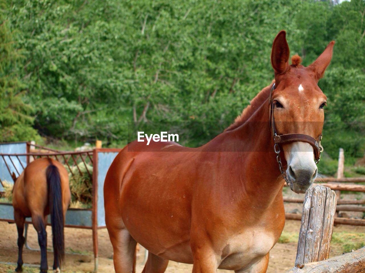 PORTRAIT OF HORSES STANDING IN FARM