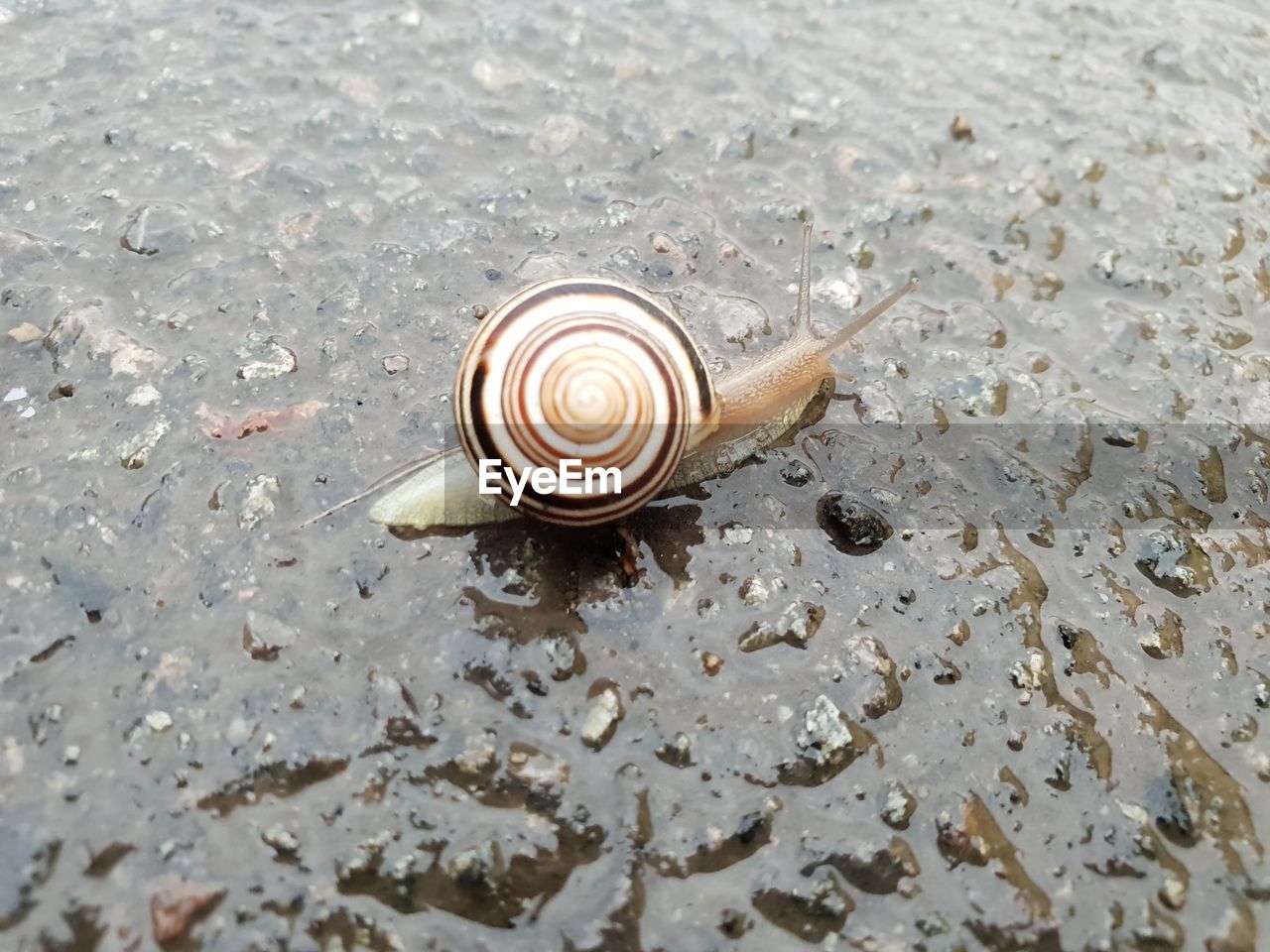 CLOSE-UP OF SNAIL ON WET LAND