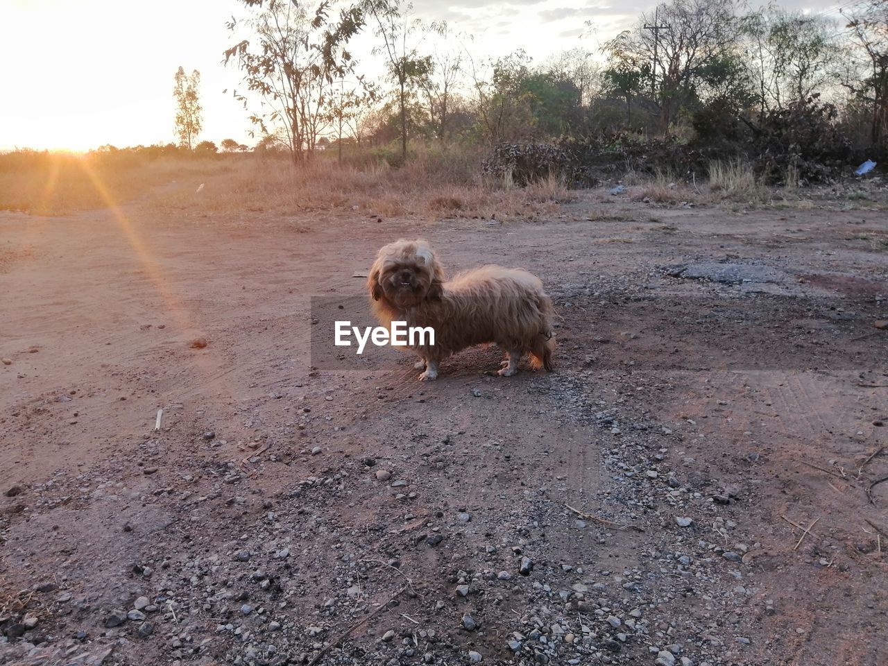 PORTRAIT OF DOG ON FIELD BY LAND