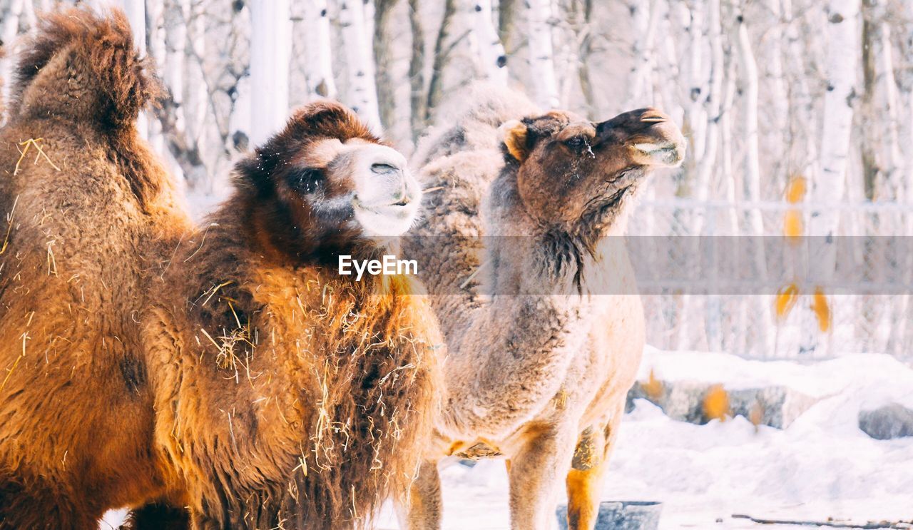 Close-up of camel on snow