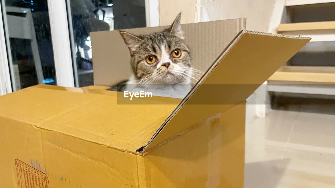 PORTRAIT OF A CAT IN BOX