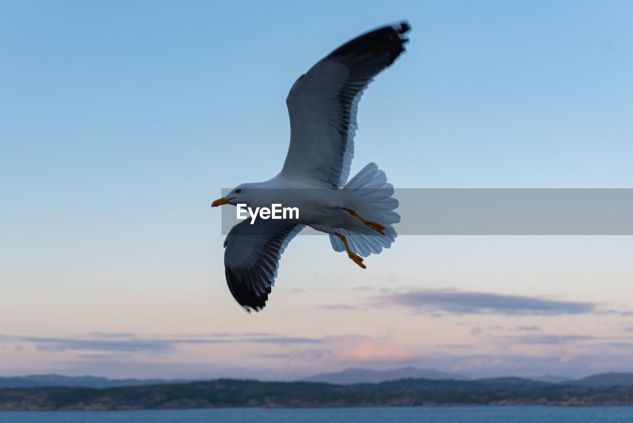 animal themes, animal, wildlife, animal wildlife, flying, bird, one animal, spread wings, sky, water, seabird, sea, nature, gull, animal body part, mid-air, no people, motion, beauty in nature, wing, animal wing, full length, blue, seagull, outdoors, cloud, day