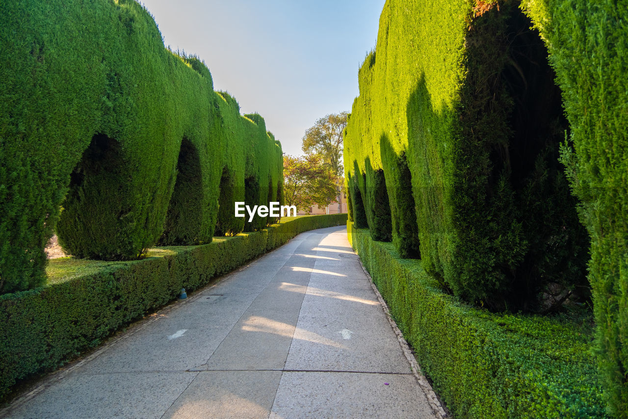 Path between green plant gardens in alhambra.