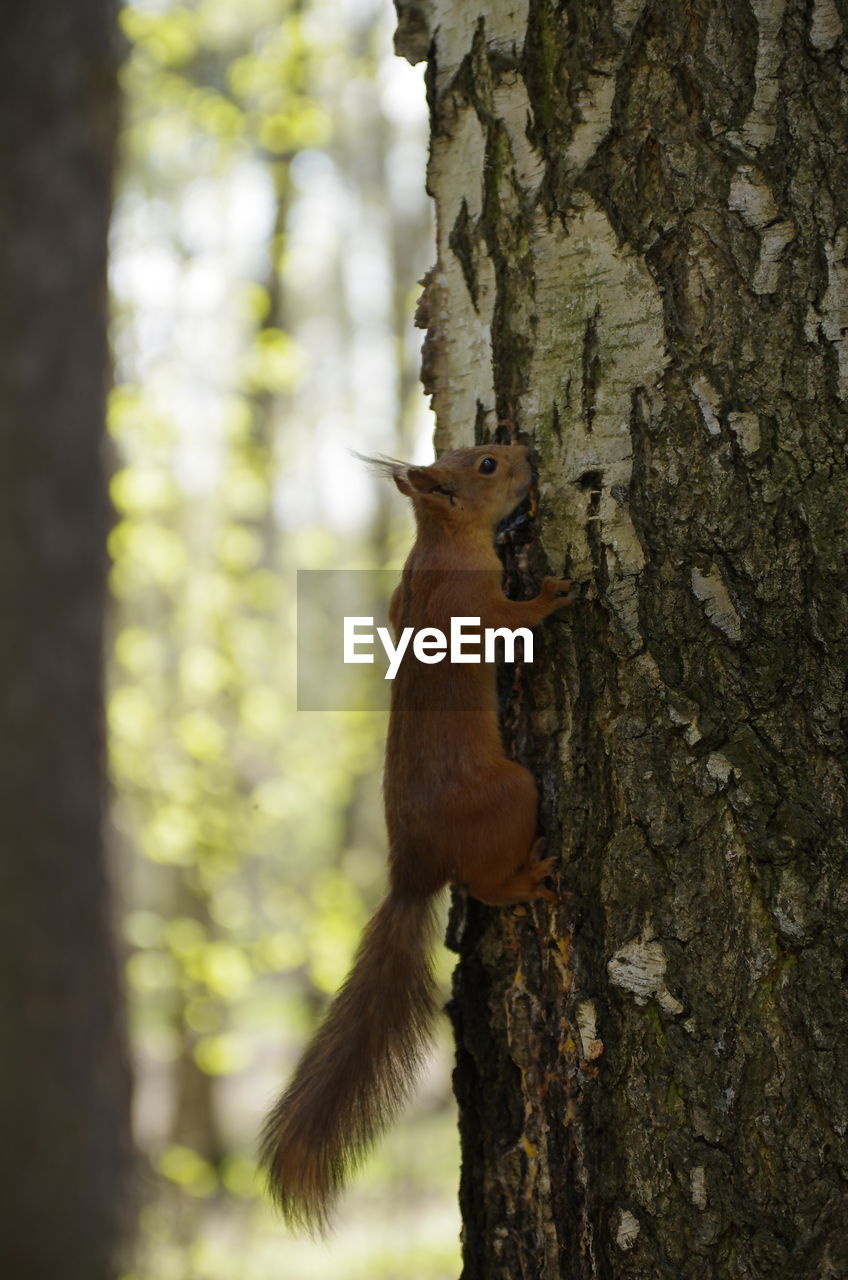 CLOSE-UP OF A SQUIRREL ON TREE