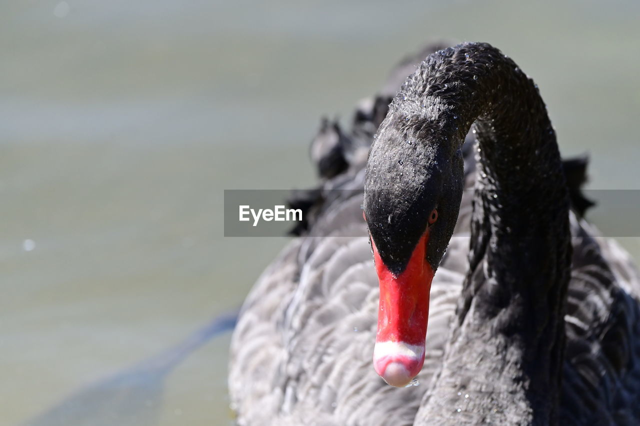 bird, black swan, animal themes, animal, close-up, one animal, wildlife, swan, water, animal wildlife, water bird, beak, focus on foreground, nature, day, animal body part, wing, no people, lake, ducks, geese and swans, black, outdoors, red