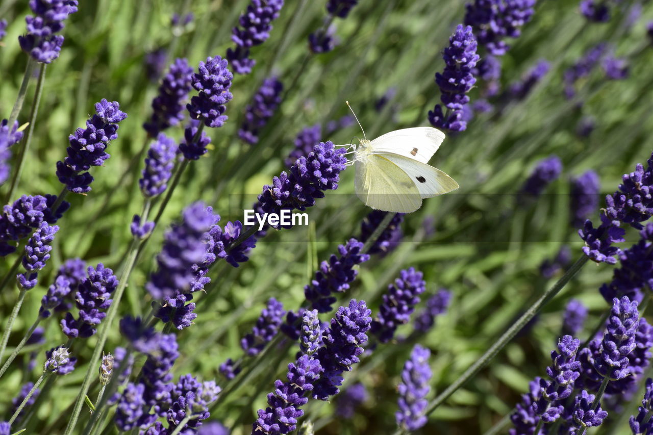 CLOSE-UP OF BUTTERFLY ON PURPLE FLOWERING PLANTS