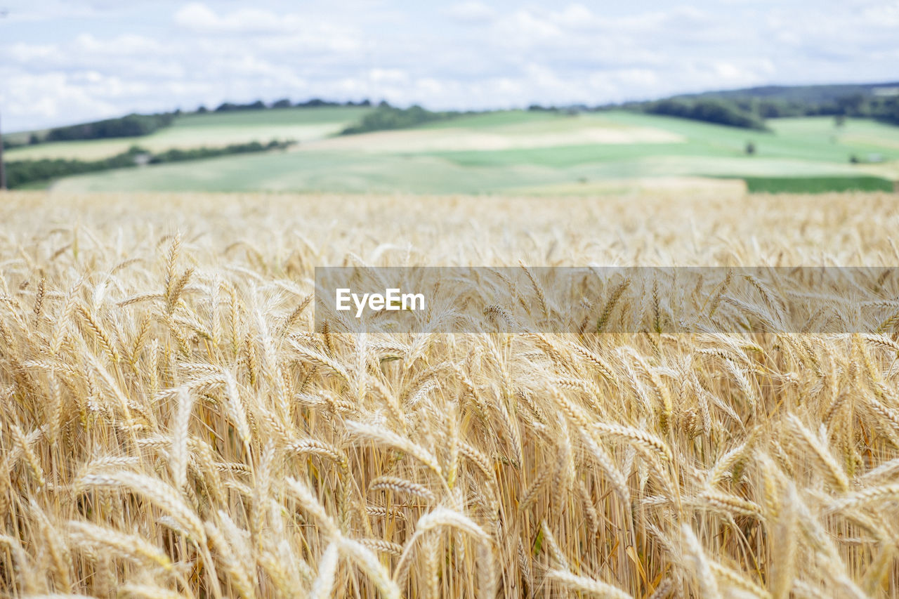 Scenic view of field against cloudy sky