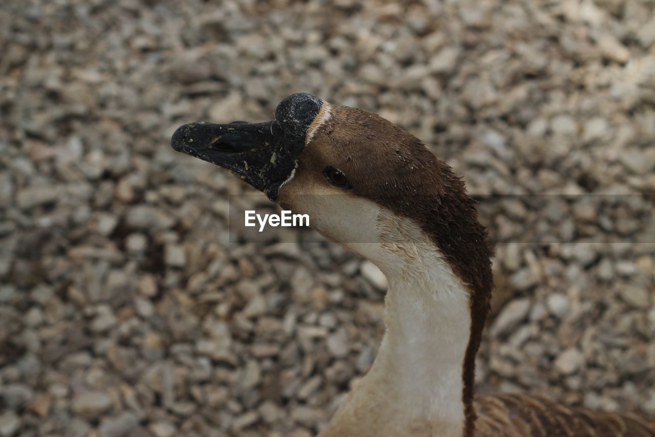 CLOSE-UP OF AN ANIMAL ON FIELD