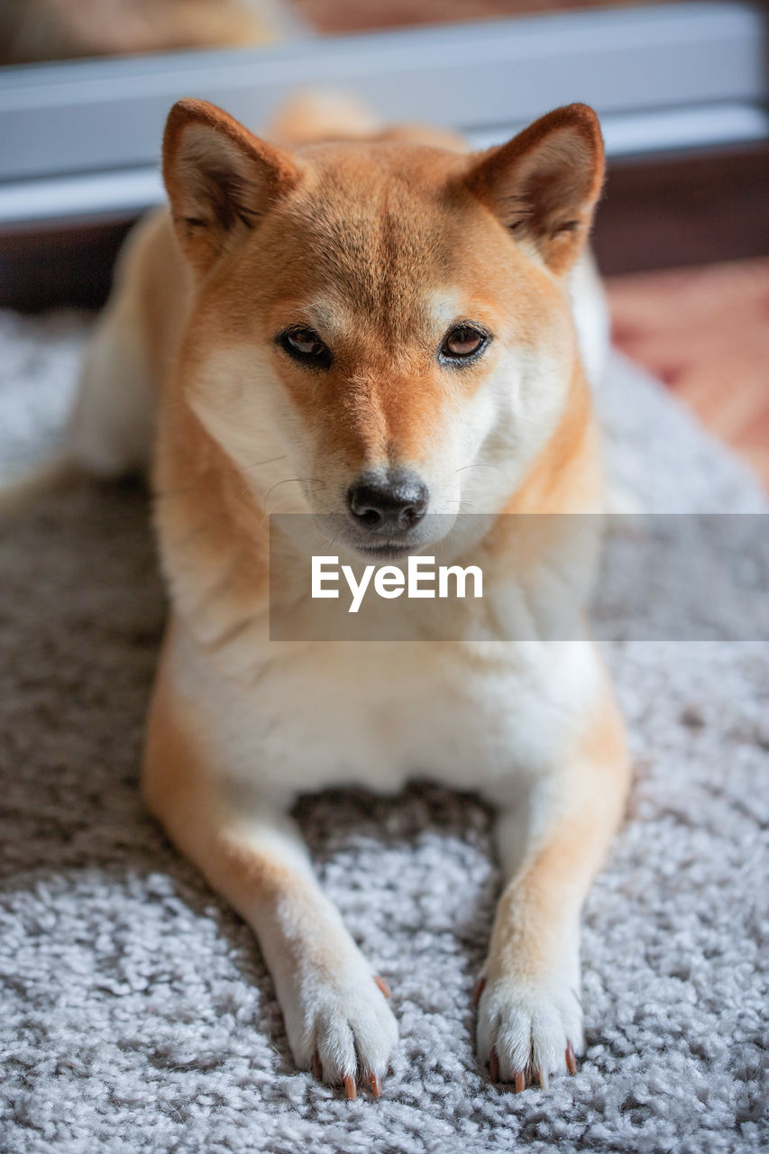 A fluffy young red dog shiba inu lies on a gray carpet and looks at the camera