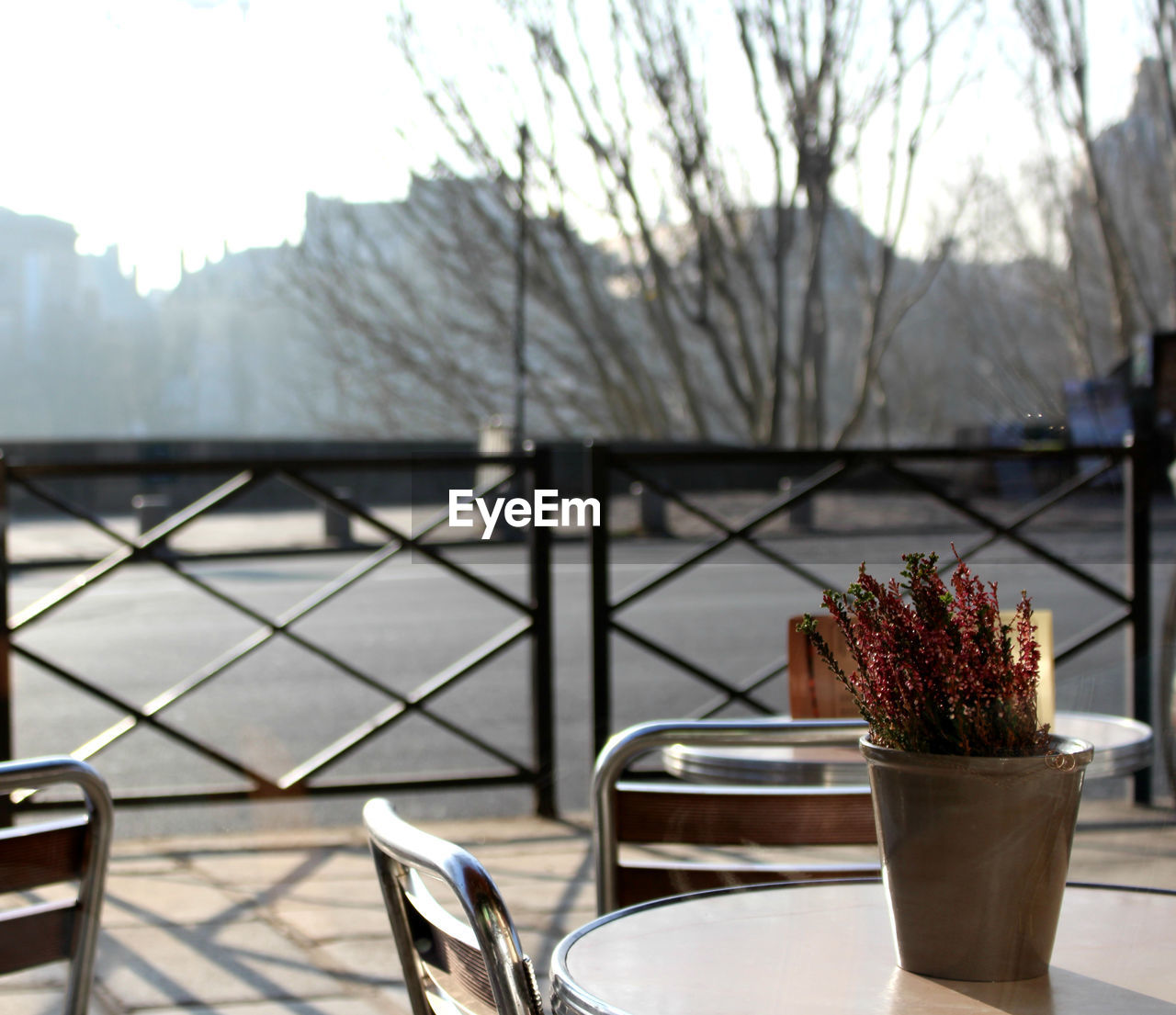 Close-up of potted plant on table in restaurant