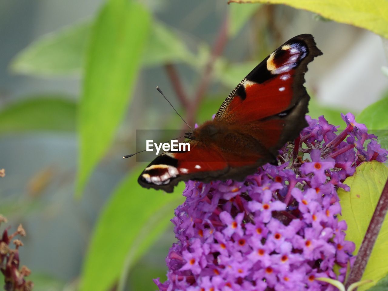 Close-up of butterfly pollinating on flower