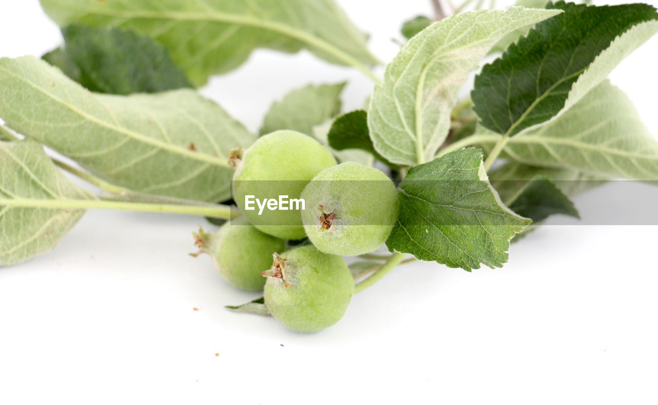 CLOSE-UP OF FRESH FRUITS ON PLANT