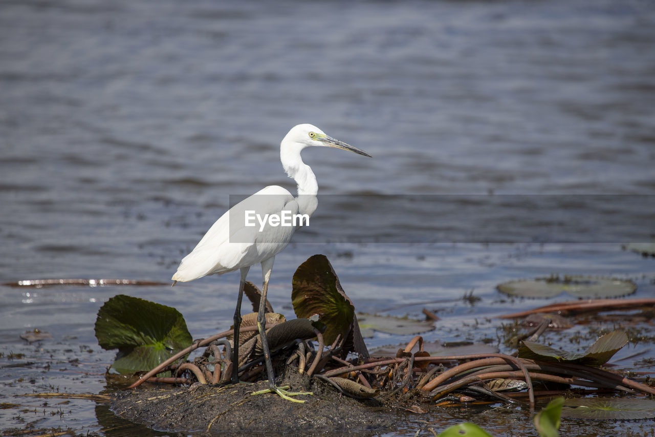 Birds perching on a lake