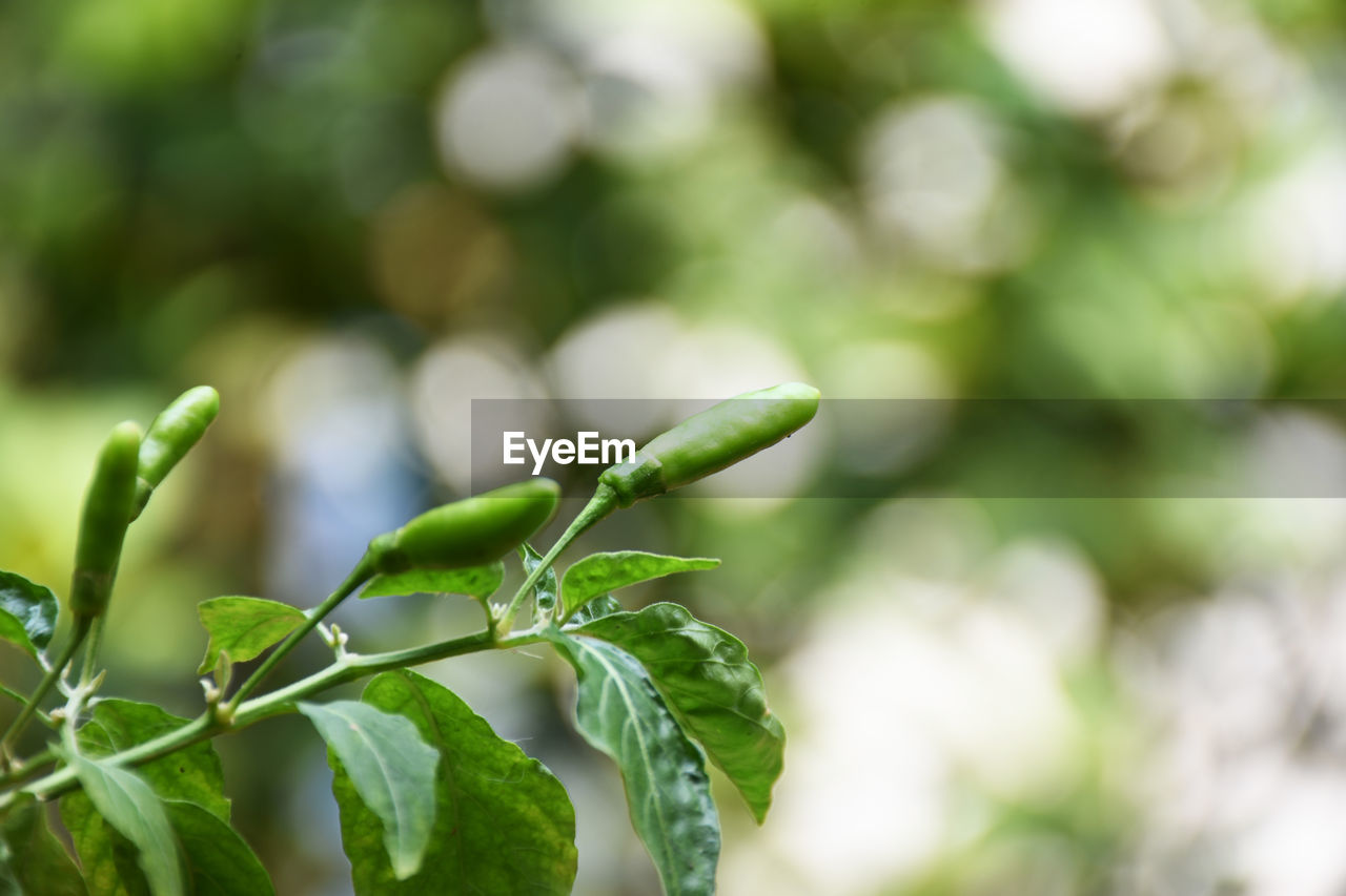 CLOSE-UP OF GREEN PLANT