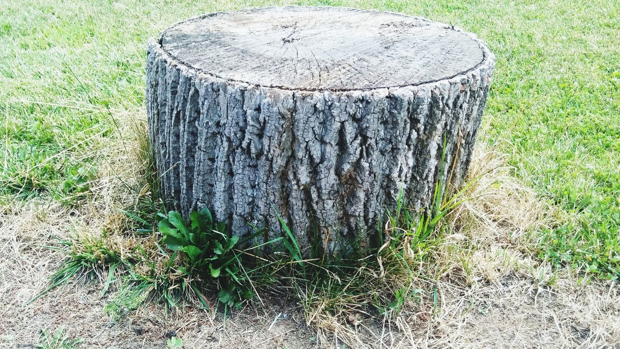 CLOSE-UP OF TREE TRUNK ON FIELD