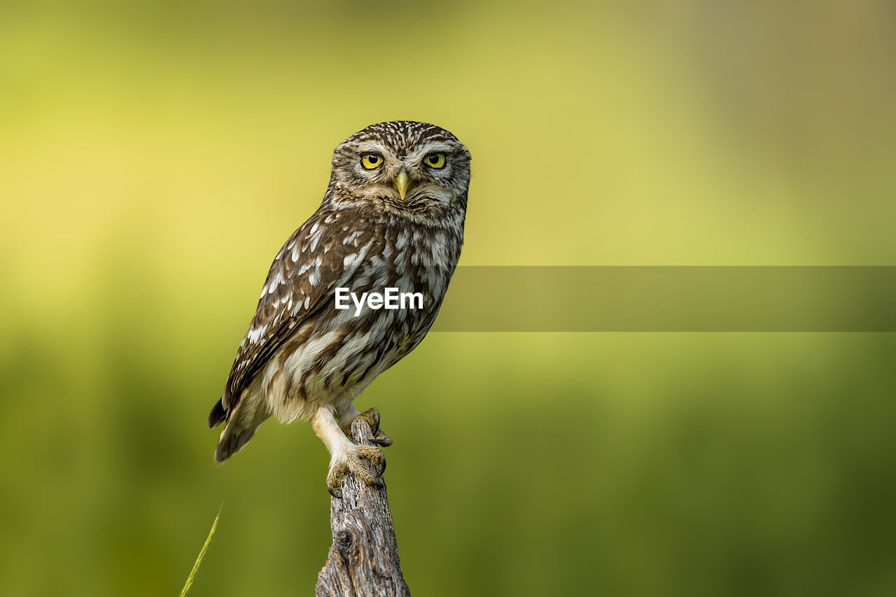 Close-up portrait of owl perching on tree