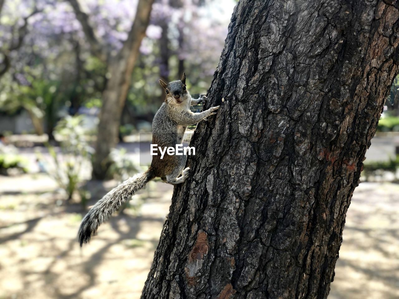 Close-up of squirrel on tree trunk on park