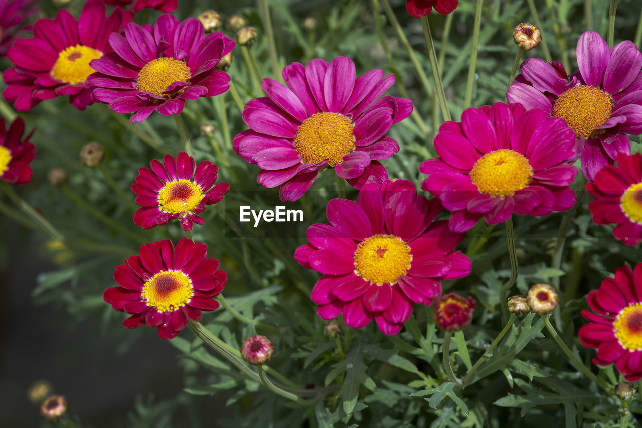 HIGH ANGLE VIEW OF PINK FLOWERING PLANT