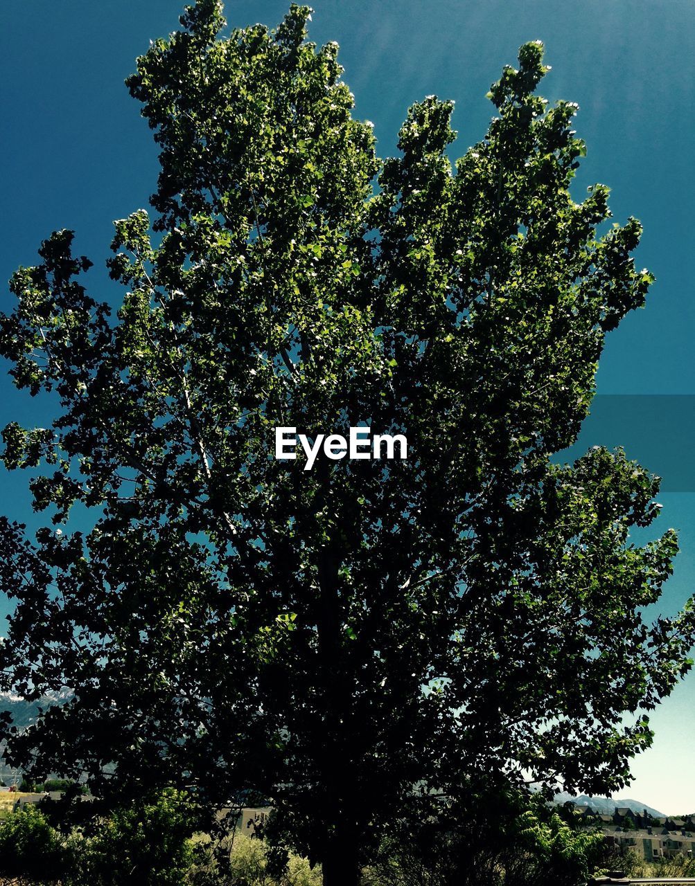 CLOSE-UP OF TREES AGAINST CLEAR SKY