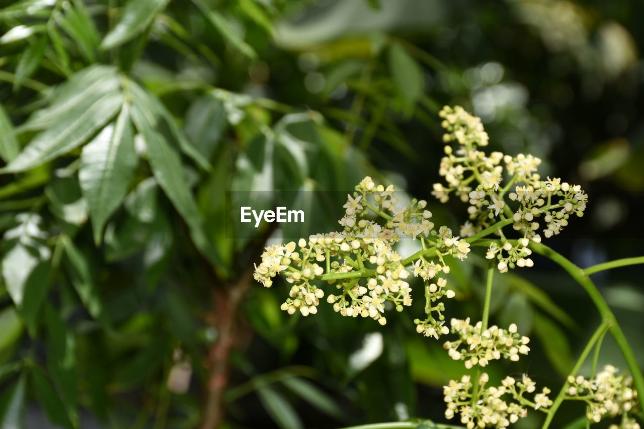 Azadirachta indica on a blurred background, neem flower on a blurred background