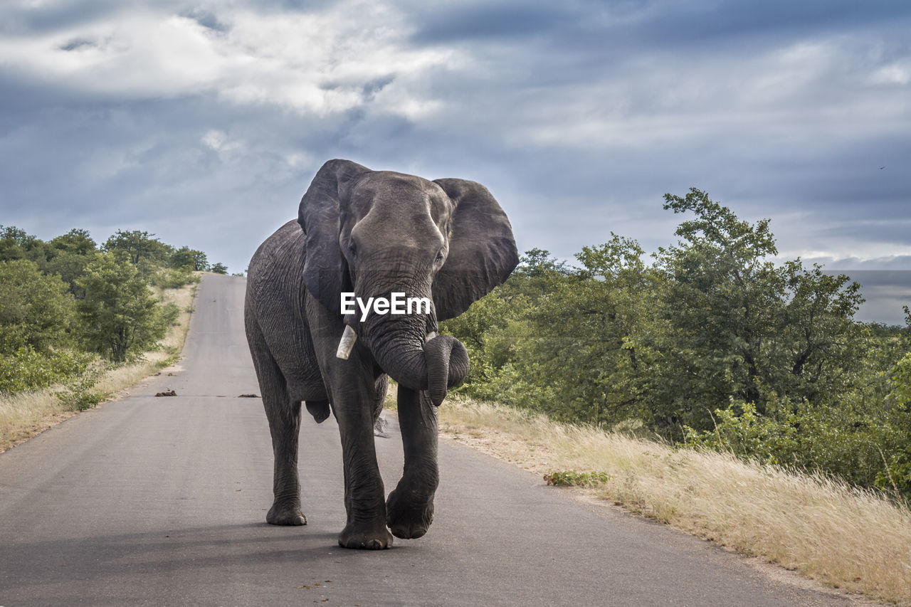 ELEPHANT WALKING ON ROAD AGAINST SKY