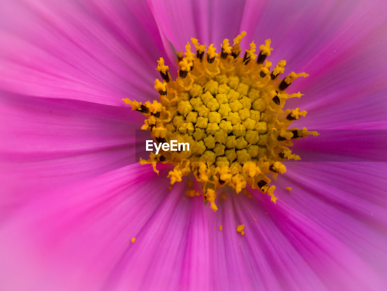 EXTREME CLOSE-UP OF FLOWER