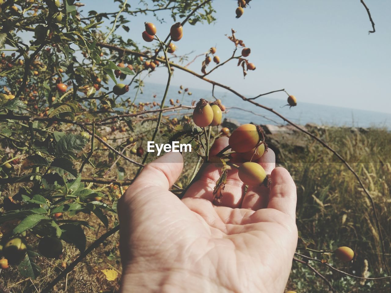 CLOSE-UP OF HAND HOLDING FRUITS